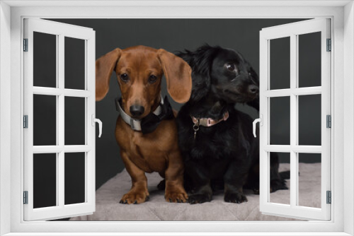 Fototapeta Naklejka Na Ścianę Okno 3D - Male and Female Dachshund dogs