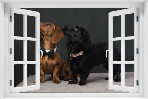 Fototapeta Naklejka Na Ścianę Okno 3D - Male and Female Dachshund dogs