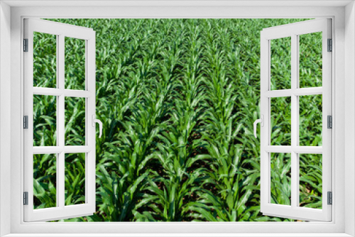 Fototapeta Naklejka Na Ścianę Okno 3D - Aerial View of Corn Field