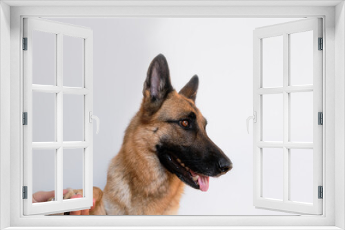 Fototapeta Naklejka Na Ścianę Okno 3D - Owners hands take care of pets health. Hold paw and cut claws of German Shepherd. Man cuts dogs claws with special scissors and forceps at home. Minimalistic banner for your advertising.