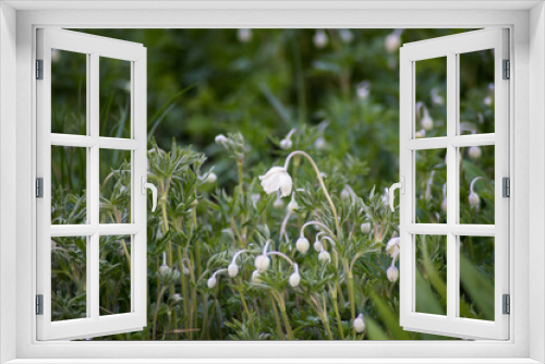 Fototapeta Naklejka Na Ścianę Okno 3D - white spring flowers primroses in spring on among the greenery