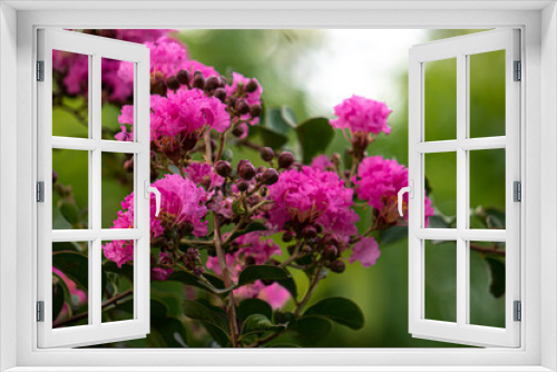 Fototapeta Naklejka Na Ścianę Okno 3D - lagerstroemia indica Pink flowers bloom into beautiful groups. On the tree with blurred of nature background green color.