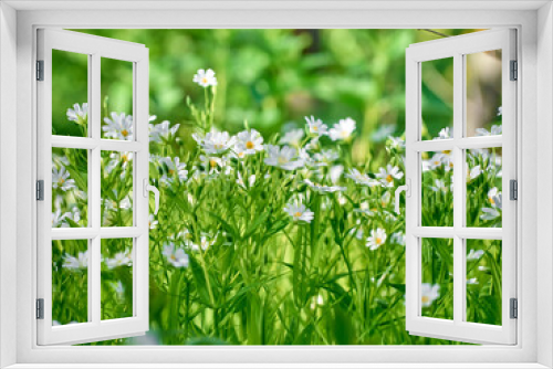 Fototapeta Naklejka Na Ścianę Okno 3D - Small white flowers on a green background  close-up.
