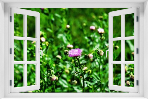 Fototapeta Naklejka Na Ścianę Okno 3D - small aster flowers in the garden