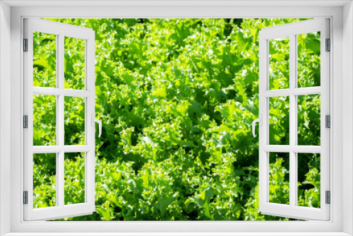 Fototapeta Naklejka Na Ścianę Okno 3D - organic green vegetables farm