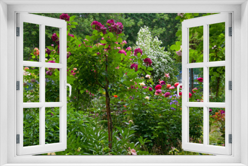 Fototapeta Naklejka Na Ścianę Okno 3D - Beautiful summer flower garden with roses of different varieties of white, pink, red, purple shades and ornamental grasses
