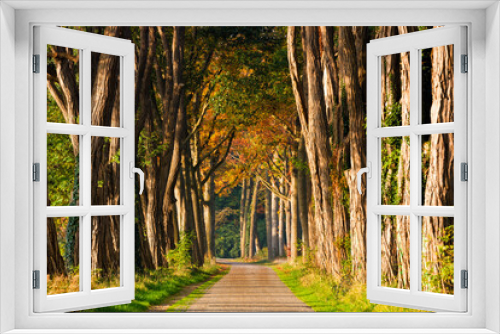 Fototapeta Naklejka Na Ścianę Okno 3D - Baumallee im Herbst