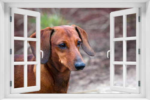 Fototapeta Naklejka Na Ścianę Okno 3D - red dachshund dog portrait in natural background