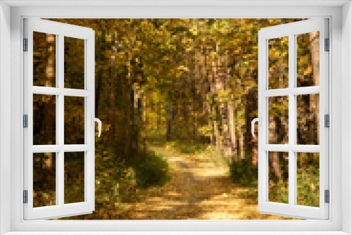 Fototapeta Naklejka Na Ścianę Okno 3D - Forest trail with in colorful autumn woods with rays of warm sunlight. Hiking path in fall forest