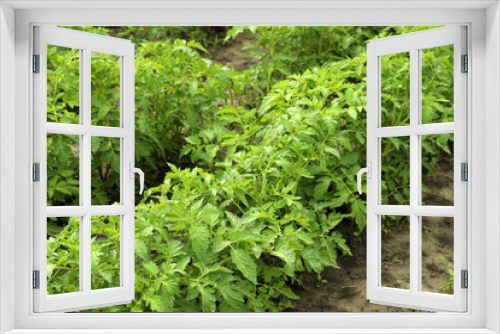 Fototapeta Naklejka Na Ścianę Okno 3D - Tomato plants with green leaves growing in garden