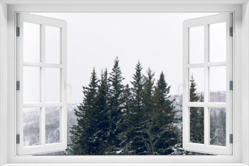 Fototapeta Naklejka Na Ścianę Okno 3D - Kleine Nadelbaumgruppe in einer herrlichen Winterlandschaft