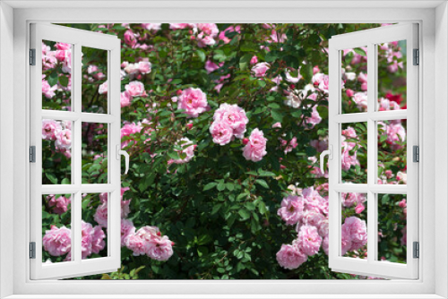 Fototapeta Naklejka Na Ścianę Okno 3D - pink roses in a rose garden