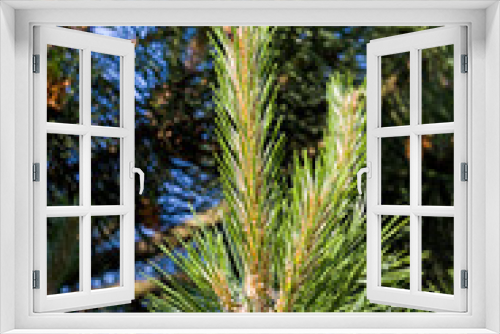 Fototapeta Naklejka Na Ścianę Okno 3D - pine tree