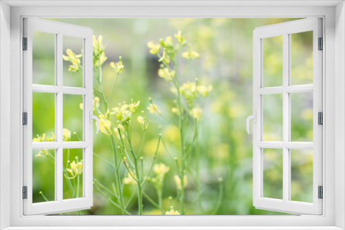 Fototapeta Naklejka Na Ścianę Okno 3D - Chinese Mustard yellow flower in garden