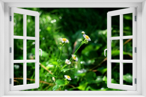 Fototapeta Naklejka Na Ścianę Okno 3D - Daisies in the garden