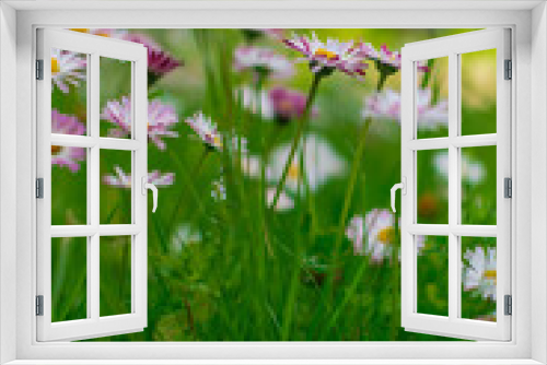 Fototapeta Naklejka Na Ścianę Okno 3D - meadow with daisies