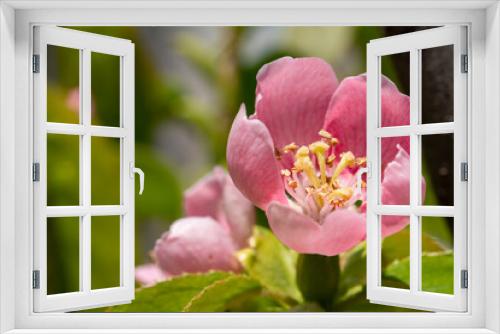 Fototapeta Naklejka Na Ścianę Okno 3D - close up of pink flower in the garden in day time with sunny