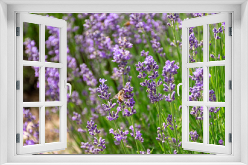 Fototapeta Naklejka Na Ścianę Okno 3D - Bee in Lavender Field