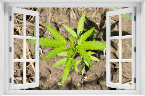 Fototapeta Naklejka Na Ścianę Okno 3D - young green sprout of marijuana in outdoor, cannabis plant