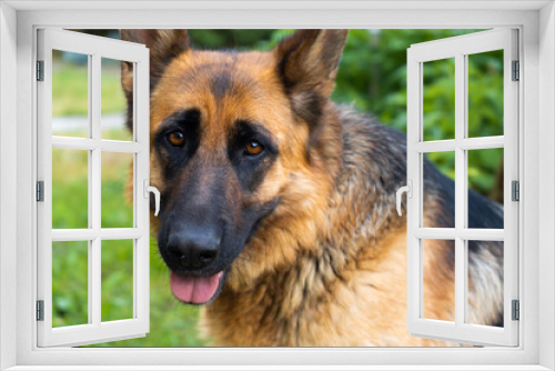 Fototapeta Naklejka Na Ścianę Okno 3D - Adorable kind sheep-dog, sticking out tongue, looking at camera, close -up, on background of green garden in summer, outdoors. Happy pet outside idea