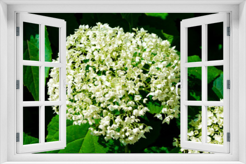 Fototapeta Naklejka Na Ścianę Okno 3D - White hydrangea flowers with green leaves background