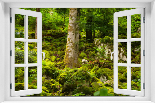 Fototapeta Naklejka Na Ścianę Okno 3D - Mystischer Wald im französischen Jura