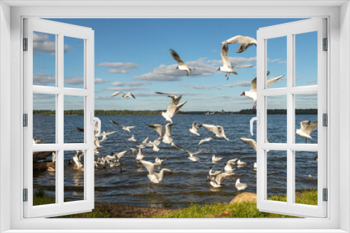 Fototapeta Naklejka Na Ścianę Okno 3D - Feeding birds. Gulls and ducks on Lake Valdai. Novgorod region. Russia.