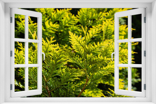 Fototapeta Naklejka Na Ścianę Okno 3D - Branch with yellow-green leaves of western thuja (Thuja occidentalis Aurea) on blurred background. Selective focus. Close-up of yellow-green leaf texture. Nature concept for design