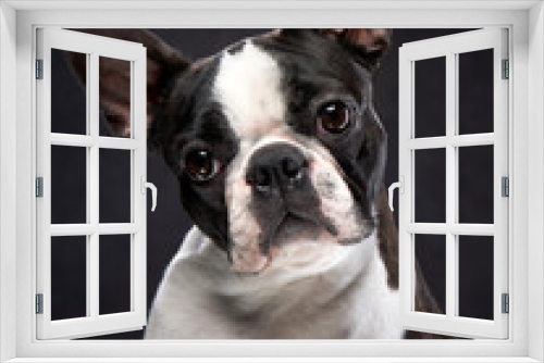 Fototapeta Naklejka Na Ścianę Okno 3D - charming portrait of a Boston terrier on a dark background. Pet in the studio