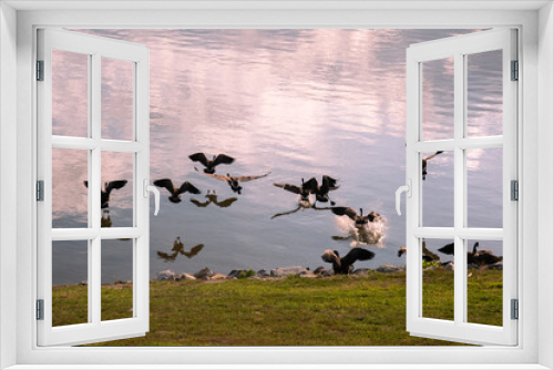 Fototapeta Naklejka Na Ścianę Okno 3D - A flock of geese landing in the Rappahannock River in Tappahannock, Virginia