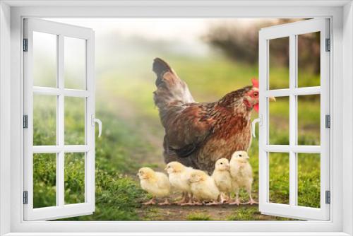 Fototapeta Naklejka Na Ścianę Okno 3D - Poultry.