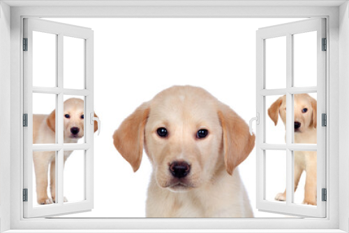 Fototapeta Naklejka Na Ścianę Okno 3D - Labrador dogs