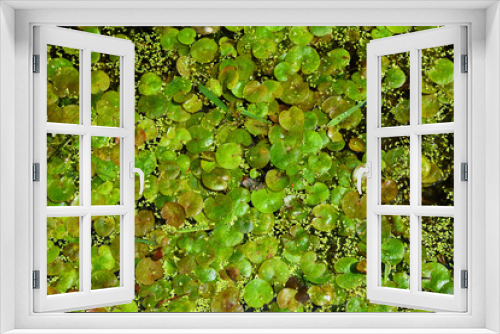 Fototapeta Naklejka Na Ścianę Okno 3D - Pond weed  Floating Pennywort background