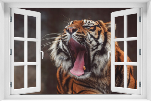 Fototapeta Naklejka Na Ścianę Okno 3D - Portrait of sumatran tiger