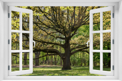 Fototapeta Naklejka Na Ścianę Okno 3D - special trees, green forrest, germany