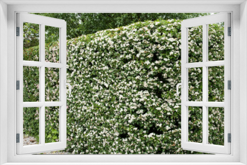 Fototapeta Naklejka Na Ścianę Okno 3D - hedge of the flowering hawthorn, Crataegus monogyna 