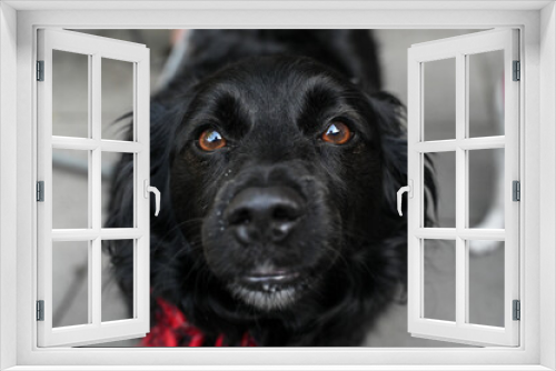 Fototapeta Naklejka Na Ścianę Okno 3D - Black dog with brown eyes looking into the camera. Beautiful and friendly domestic dog. 