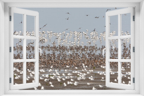 Fototapeta Naklejka Na Ścianę Okno 3D - Vogels op Waddenzee, Birds at Wadden Sea