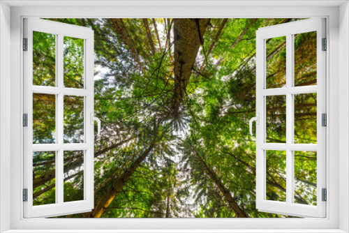 Fototapeta Naklejka Na Ścianę Okno 3D - A pine forest, shot from below, looking upwards. Pines, sky and light. Ecosystem, nature and forests. 
