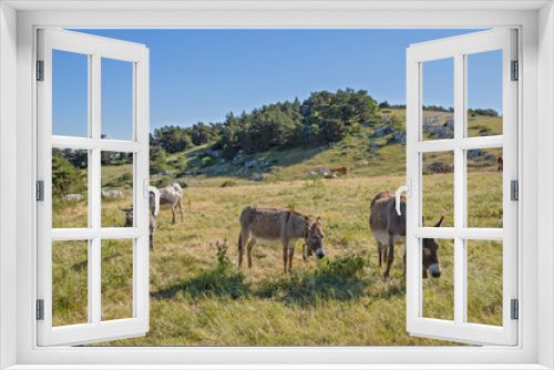 Fototapeta Naklejka Na Ścianę Okno 3D - ânes sur le mont Ventoux