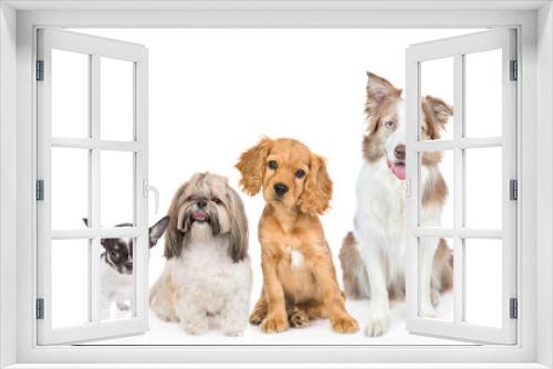 Fototapeta Naklejka Na Ścianę Okno 3D - Group of puppies of different breeds sitting in front view together. Isolated on white background