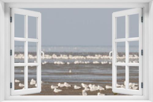 Fototapeta Naklejka Na Ścianę Okno 3D - Zilvermeeuw, Herring Gull, Larus argentatus