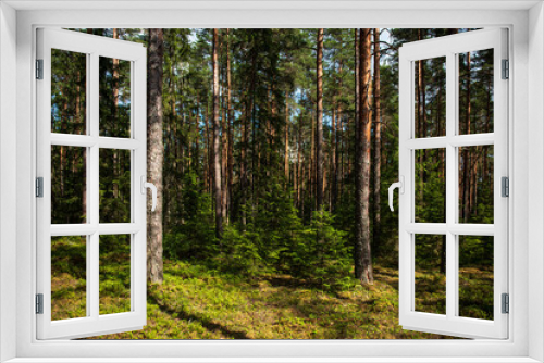 Fototapeta Naklejka Na Ścianę Okno 3D - Pine forest in sunny summer day. 