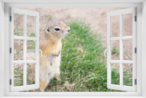 Fototapeta Naklejka Na Ścianę Okno 3D - Groundhogs standing and looking on grass.