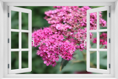 Fototapeta Naklejka Na Ścianę Okno 3D - park kwiat krzew lato czas wolny