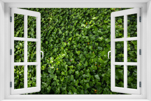 Fototapeta Naklejka Na Ścianę Okno 3D - green ivy background