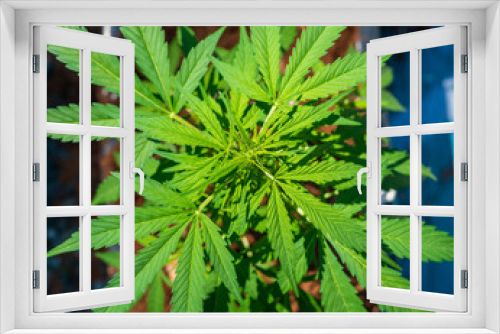 Fototapeta Naklejka Na Ścianę Okno 3D - Young outdoor medicinal cannabis growing near Victoria British Columbia Canada where it is legal for personal use. 