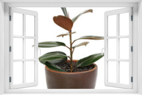 Fototapeta Naklejka Na Ścianę Okno 3D - Rubber plant (ficus elastic plant) in brown clay pot isolated on white background. Modern house plants. Image with Clipping path