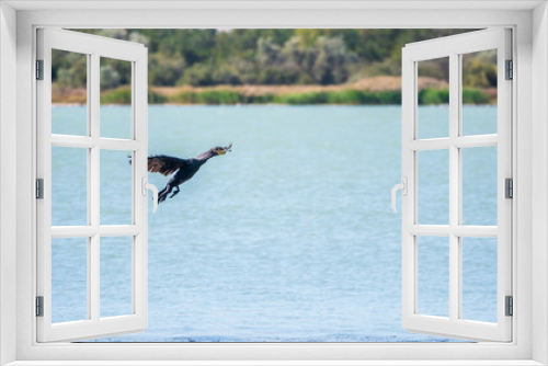 Fototapeta Naklejka Na Ścianę Okno 3D - Black Cormorant flying over the sea. The great cormorant, Phalacrocorax carbo