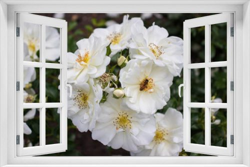 Fototapeta Naklejka Na Ścianę Okno 3D - białe kwiaty, biała róża, pszczółka, pszczoła na kwiatku, owady zapylające